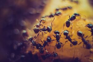 Inteligencia colectiva: cómo las hormigas y los robots escapan de la prisión sin un plan ni un organizador.